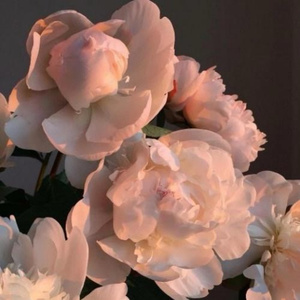 久草视频手机在线
